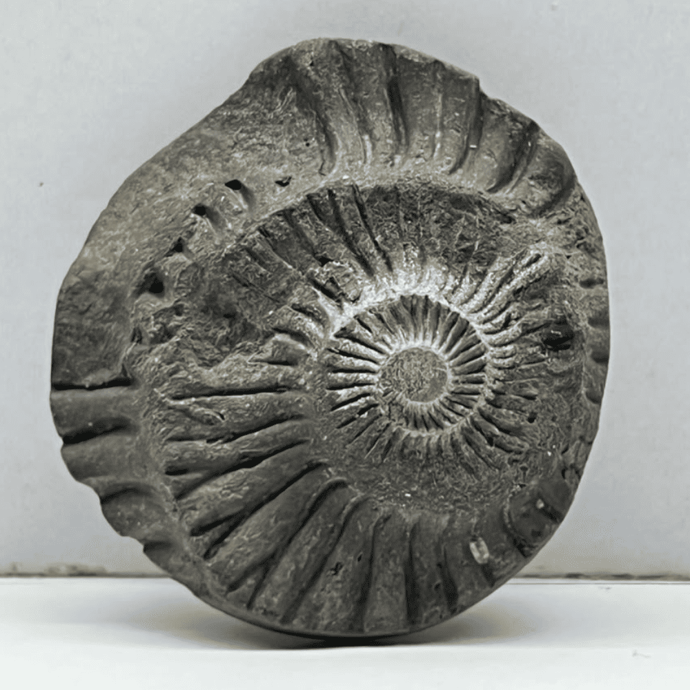 Sudarshan Shaligram DS22(1.5inch/25gm)