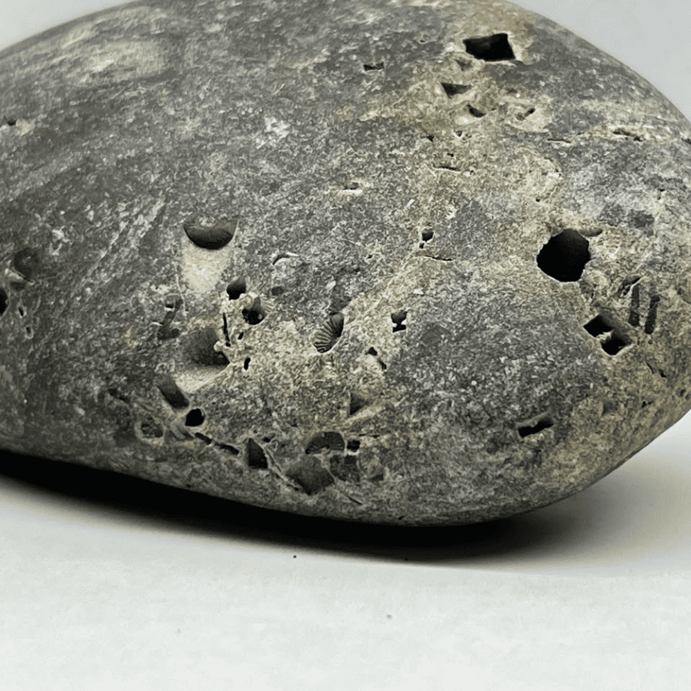Ananta Shaligram AN01(275gm/4inch)
