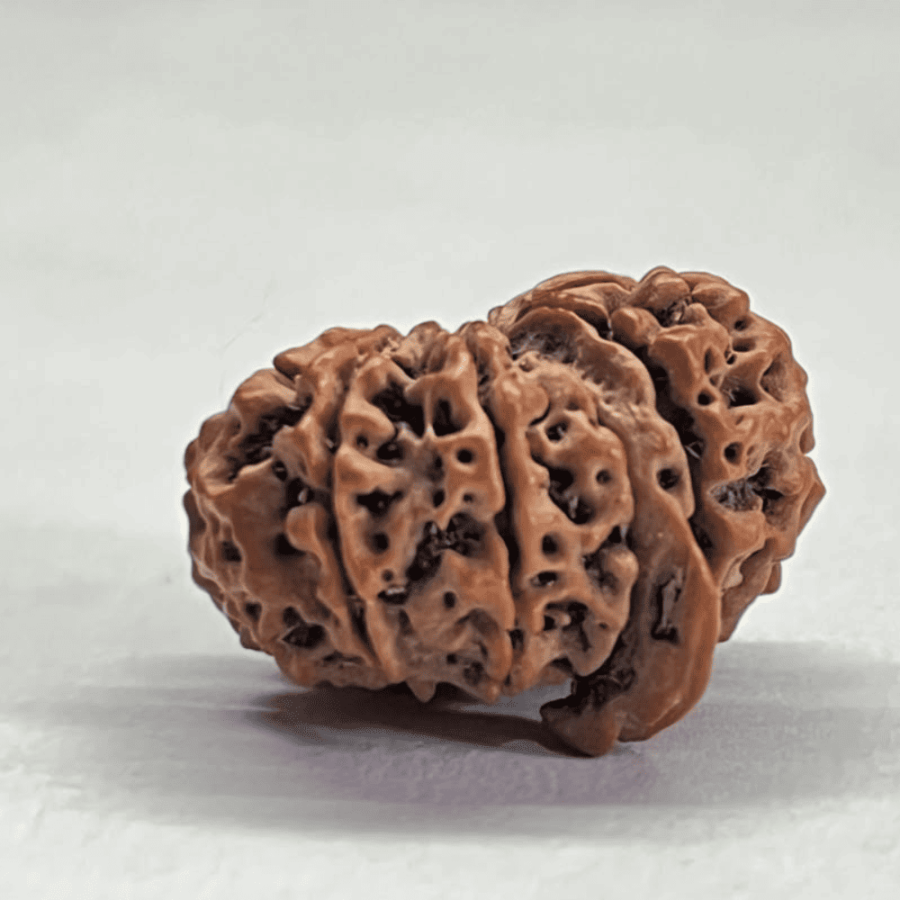 12 Mukhi Ganesh Rudraksha (26.02mm/3.621gm)