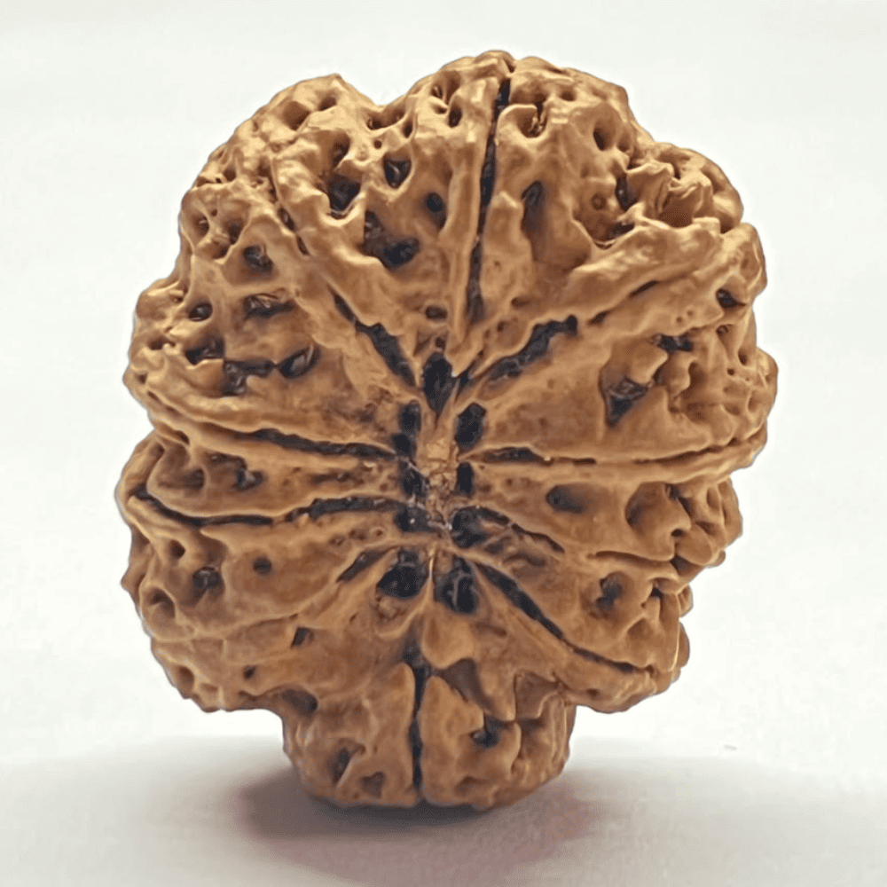 10 Mukhi Rudraksha- Full Seed (33.03mm/6.763gm)