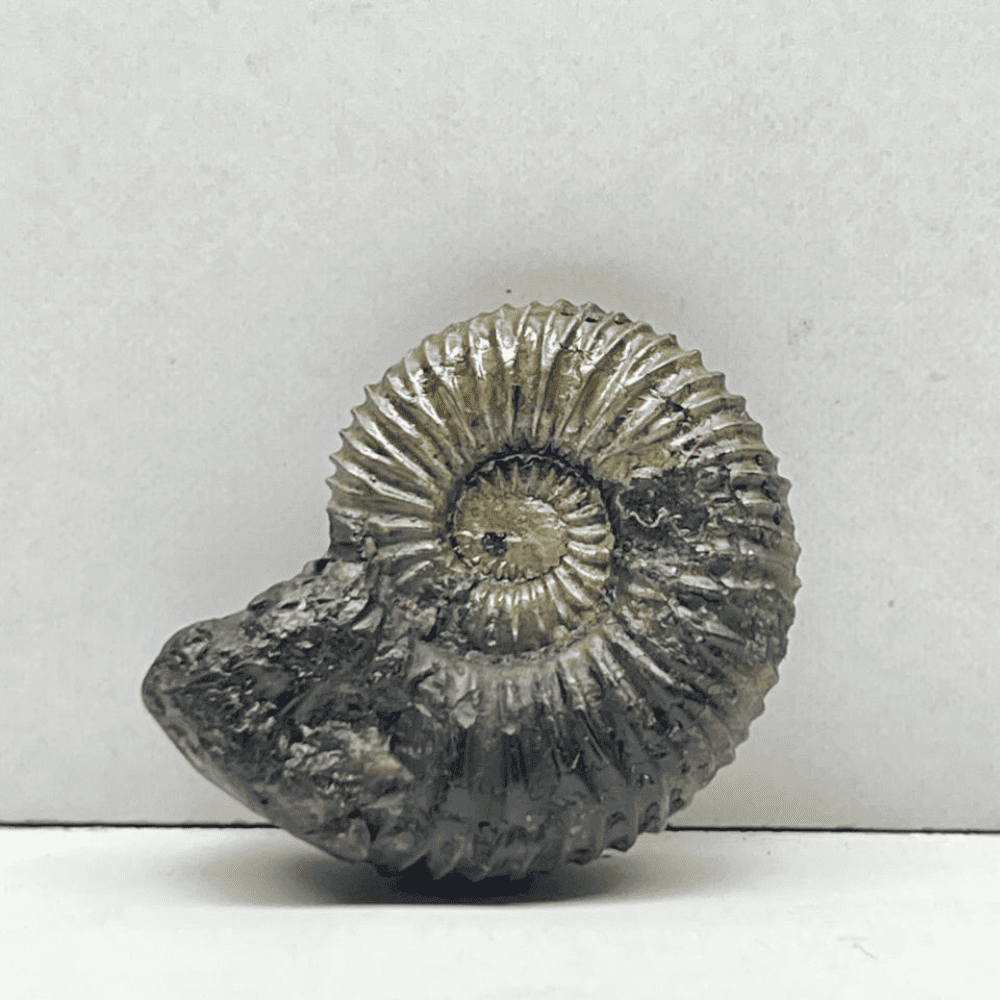 Golden Double Sudarshan Shaligram (1.1inch/10gm) DS-05