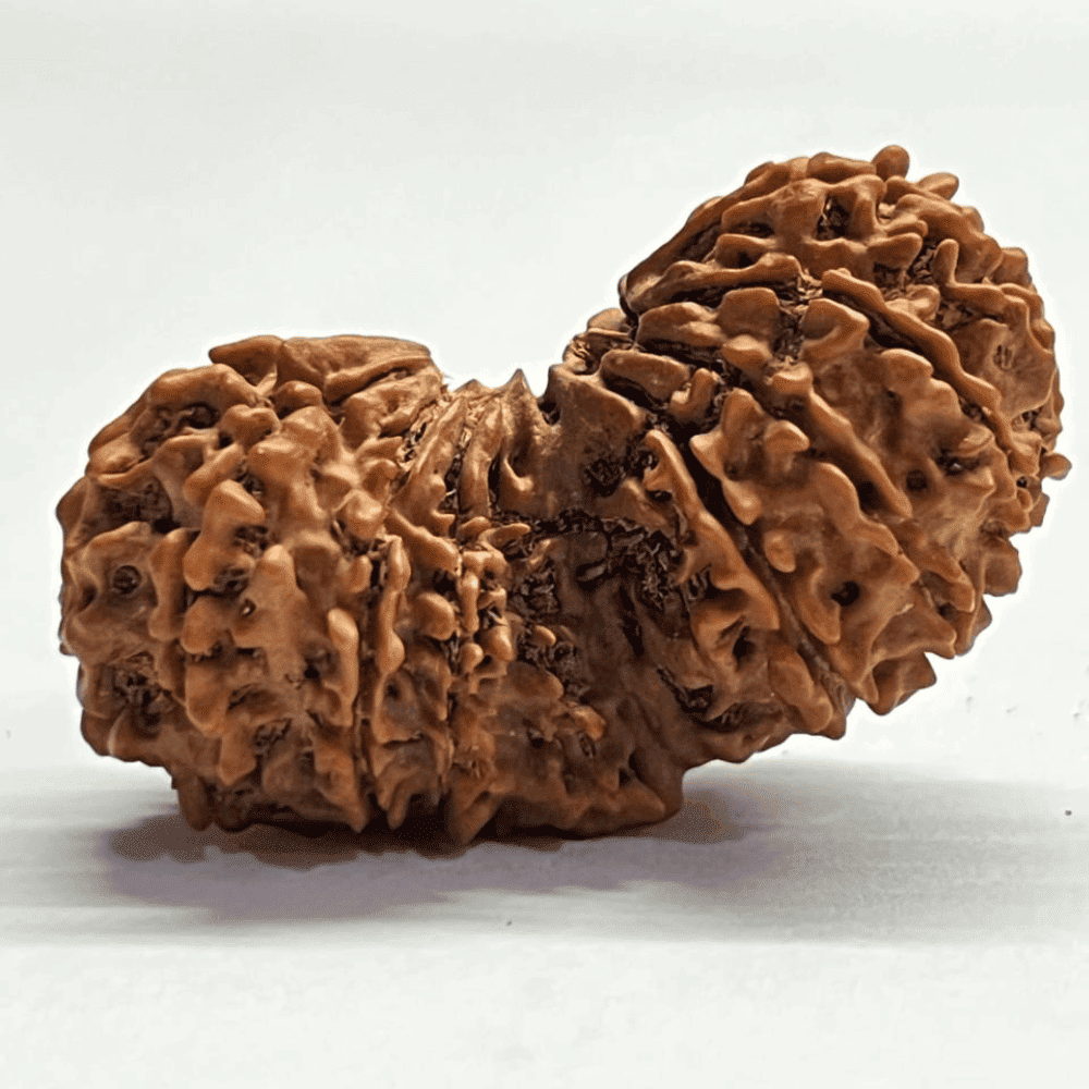 16 Mukhi Gauri Shankar Rudraksha (42.02mm/7.257gm)