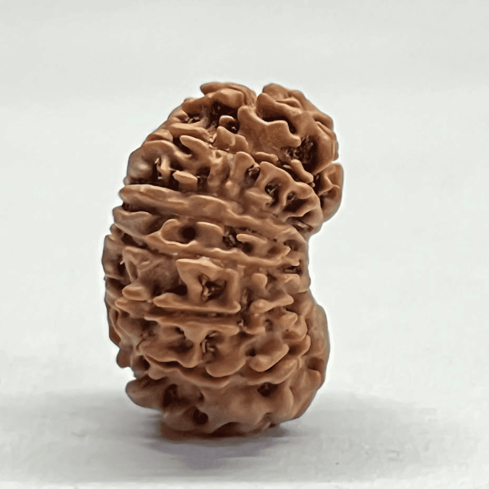 16 Mukhi Nepali Rudraksha (23.50mm/2.960gm)