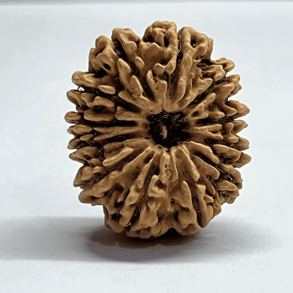 12 Mukhi Rudraksha (31.91mm/5.030gm)