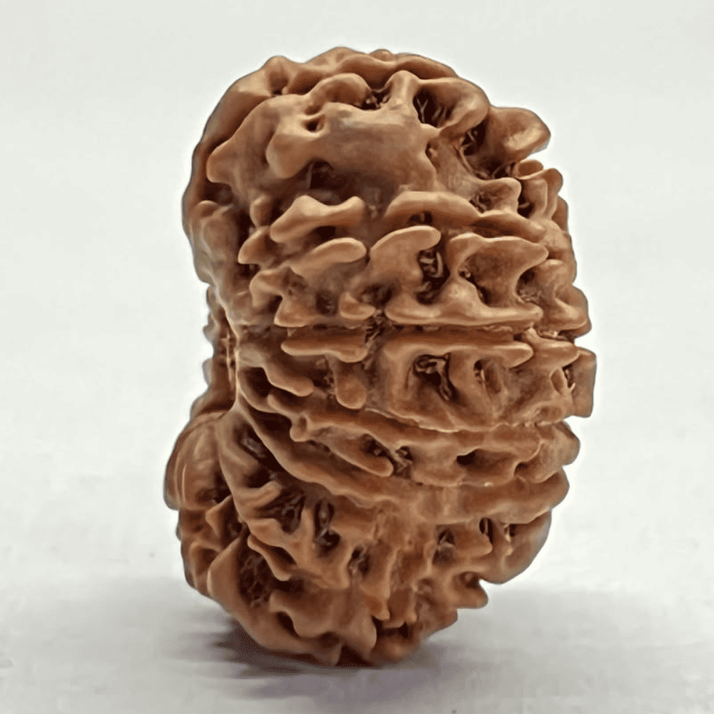 16 Mukhi Nepali Rudraksha (23.50mm/2.960gm)