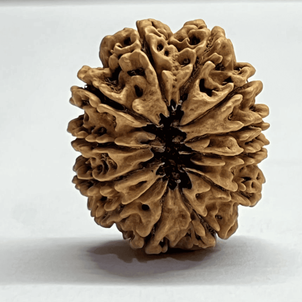 12 Mukhi Rudraksha (31.91mm/5.030gm)