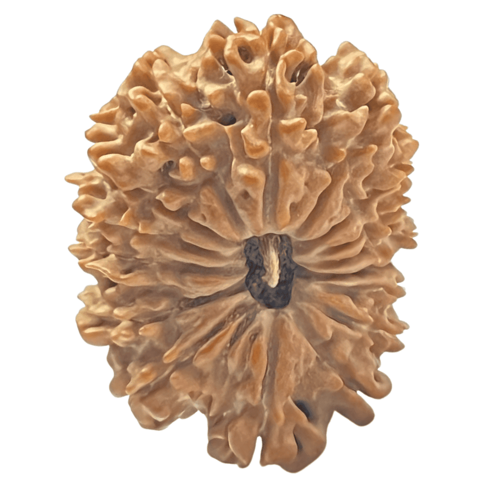 16 Mukhi Nepali Rudraksha (29.65mm/4.503gm)