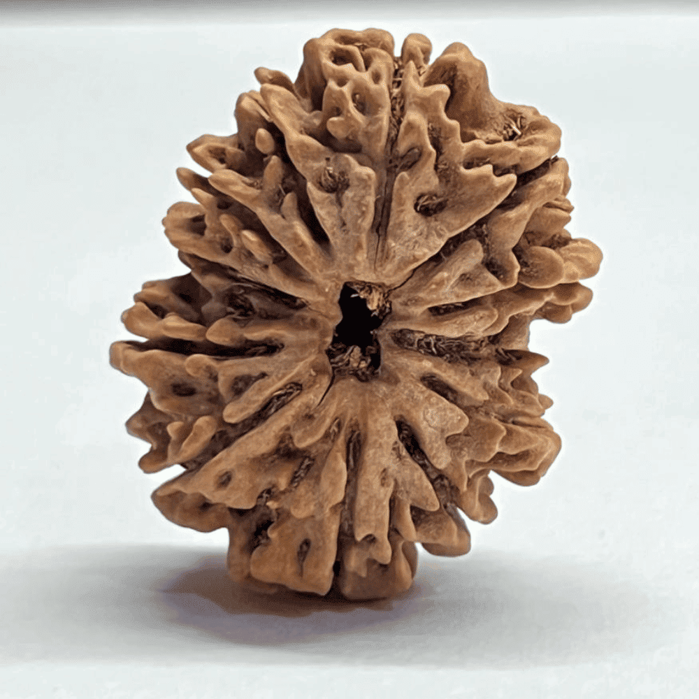 12 Mukhi Rudraksha (33.06mm/6.915gm)