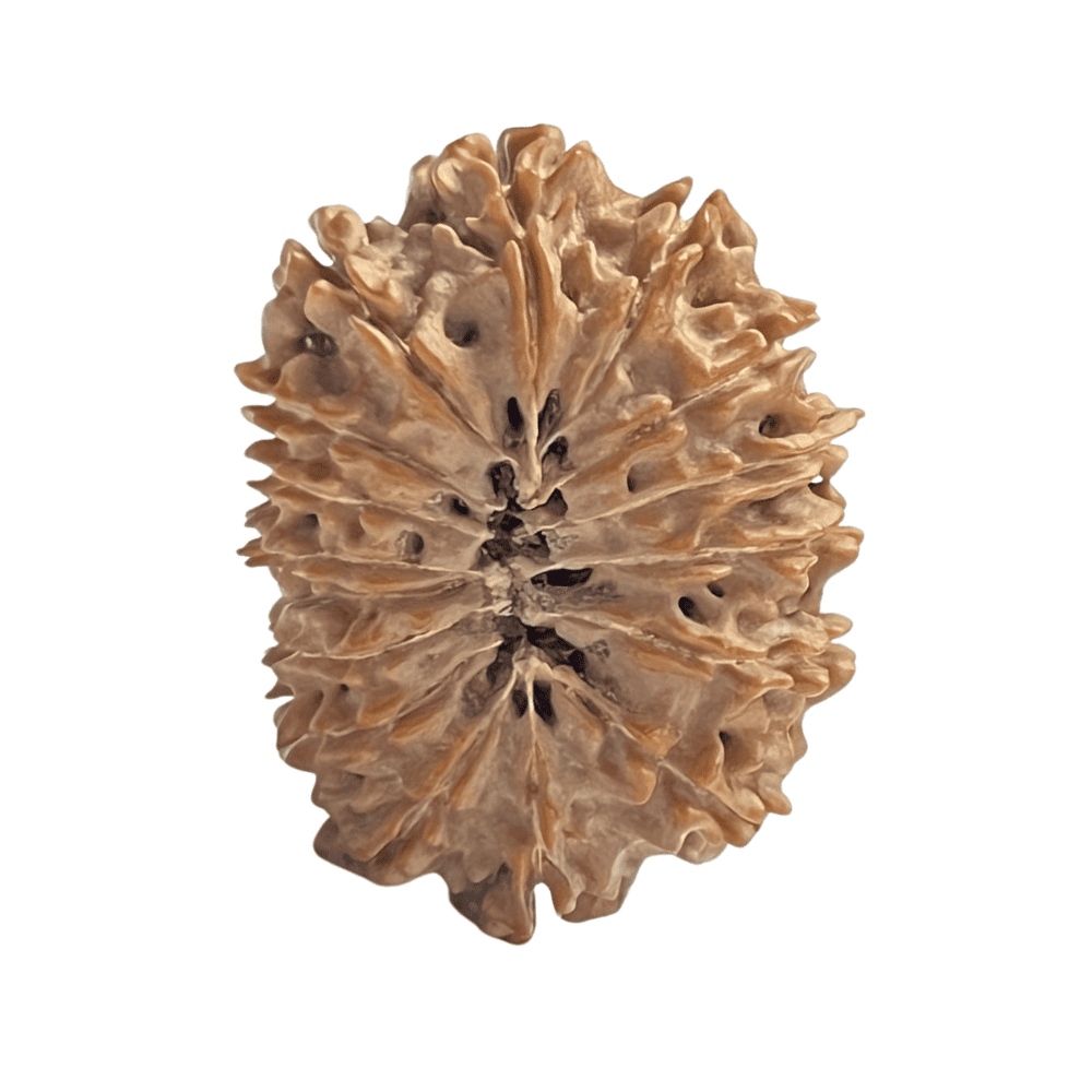 16 Mukhi Nepali Rudraksha (29.65mm/4.503gm)