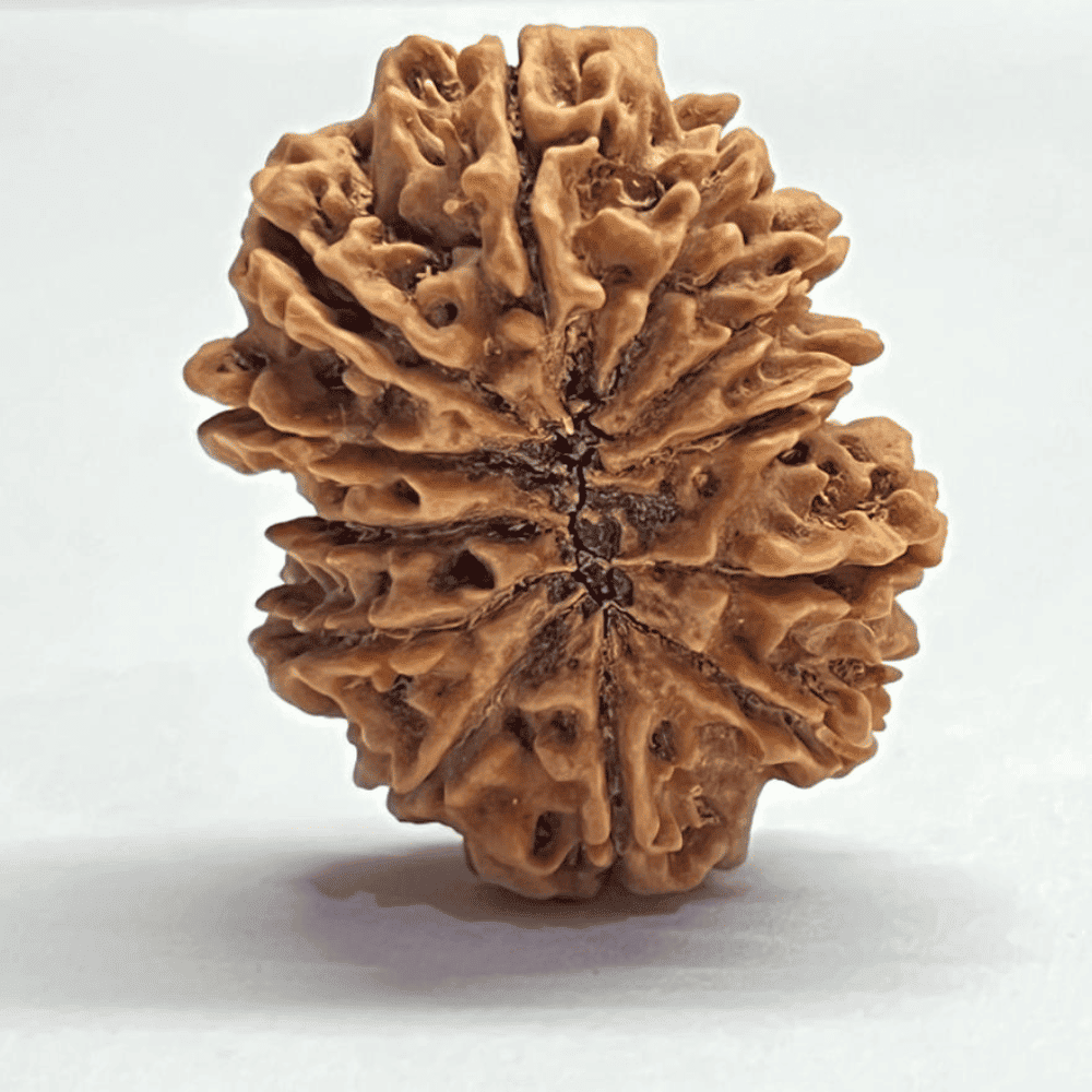 12 Mukhi Rudraksha (33.06mm/6.915gm)