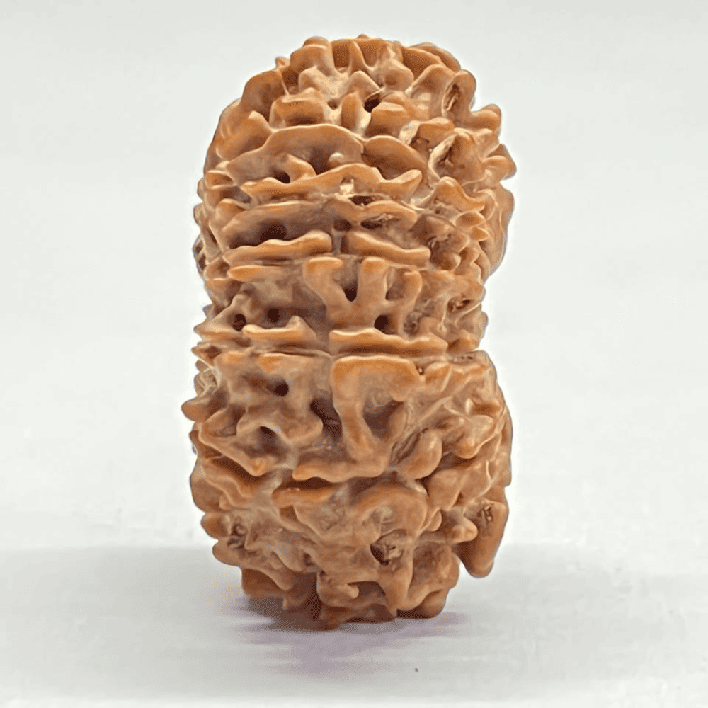 16 Mukhi Nepali Rudraksha (29.65mm/4.503gm)
