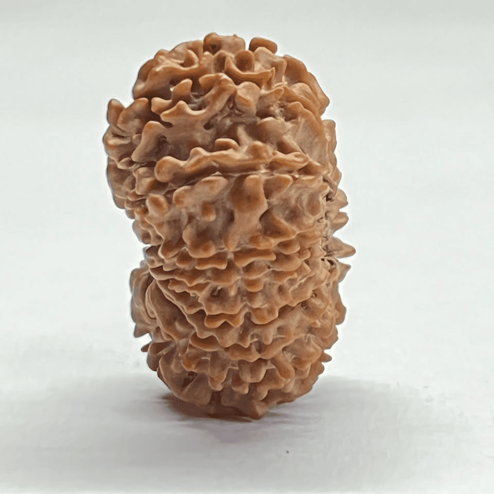 16 Mukhi Nepali Rudraksha (29.65mm/4.503gm)
