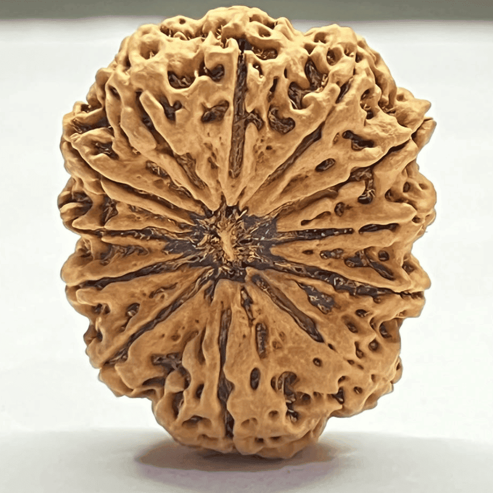 12 Mukhi Rudraksha- Full Seed (37.11mm/7.937gm)
