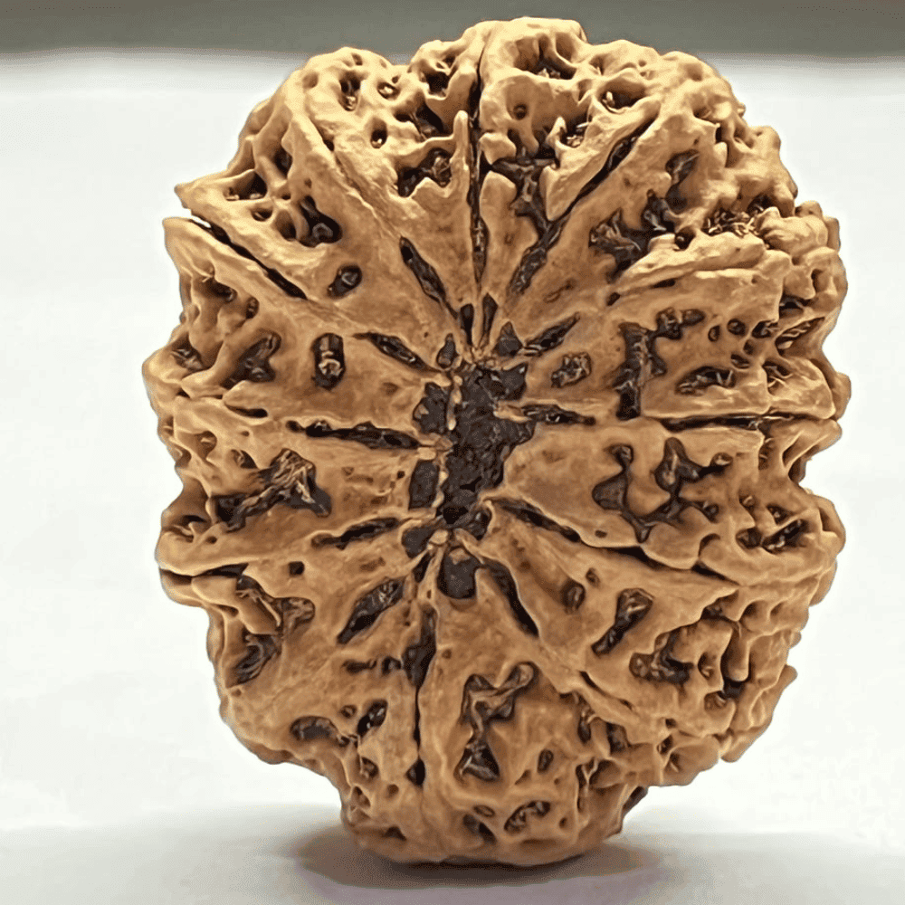 12 Mukhi Rudraksha- Full Seed (37.11mm/7.937gm)
