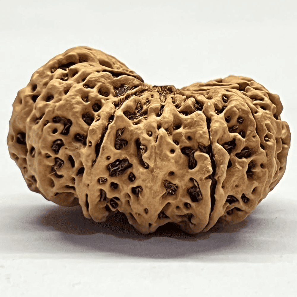 12 Mukhi Rudraksha- Full Seed (37.11mm/7.937gm)