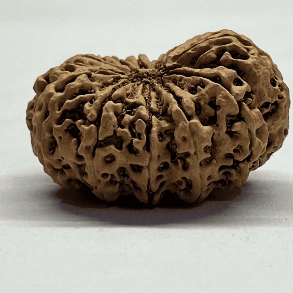 12 Mukhi Rudraksha- Full Seed (37.11mm/7.937gm)