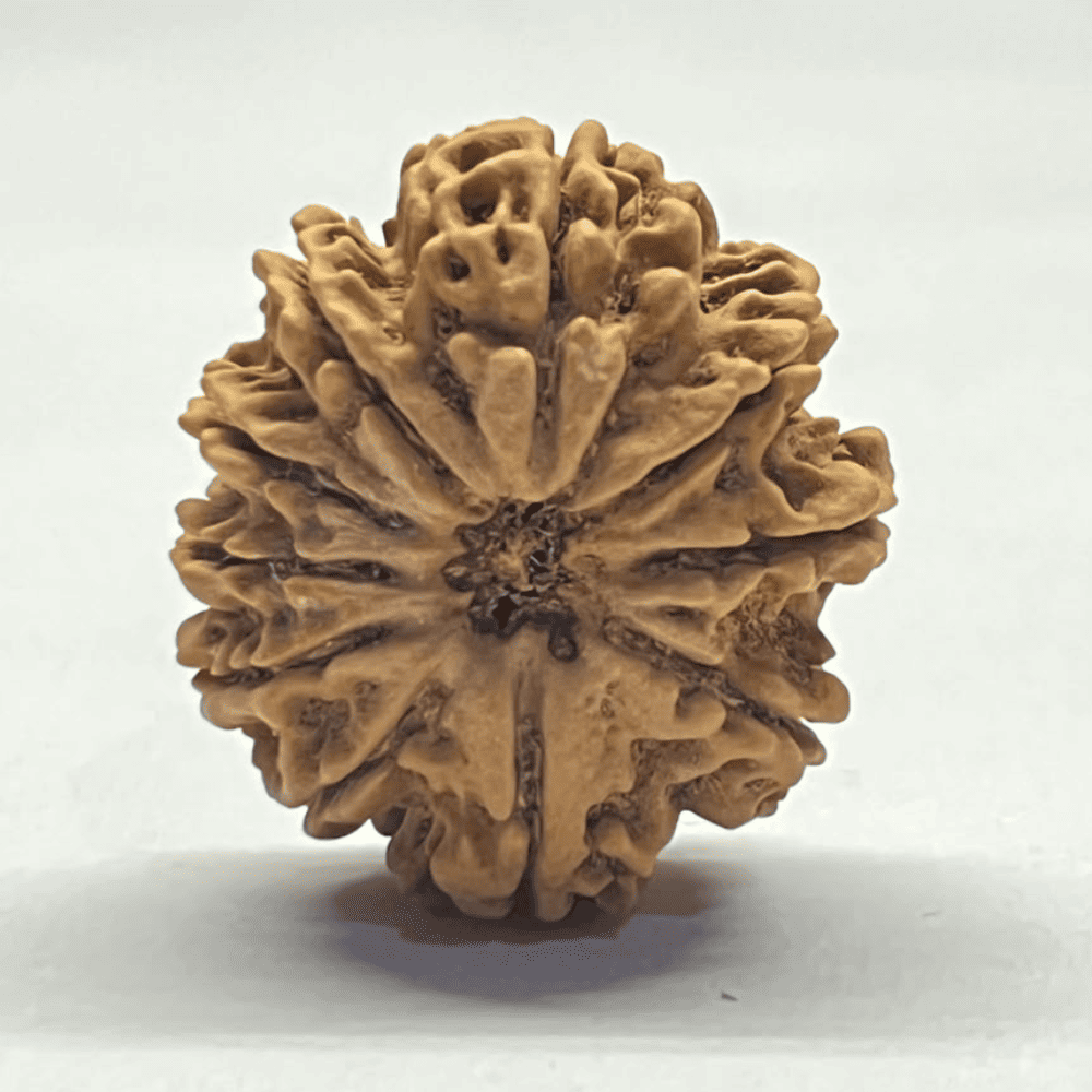 10 Mukhi Nepali Rudraksha (28.75mm/5.187gm)