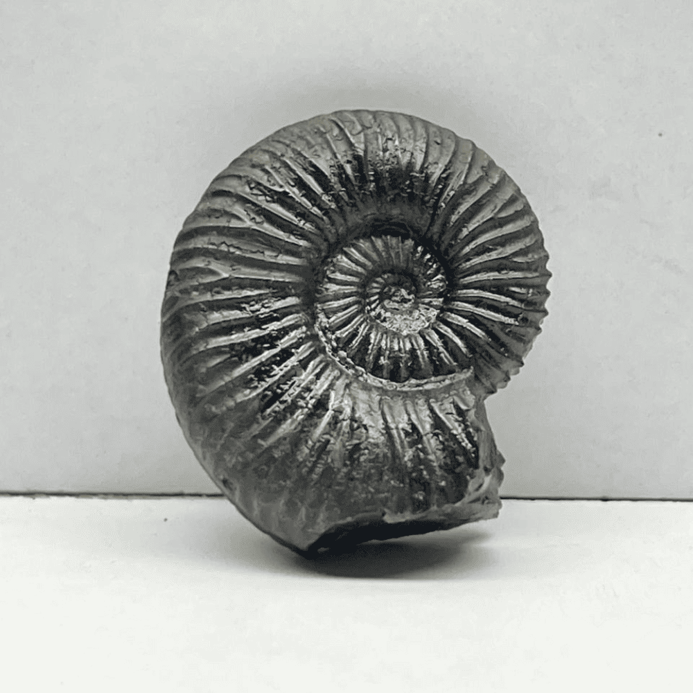Double Sudarshan Shaligram (1.1inch/11gm) DS-08