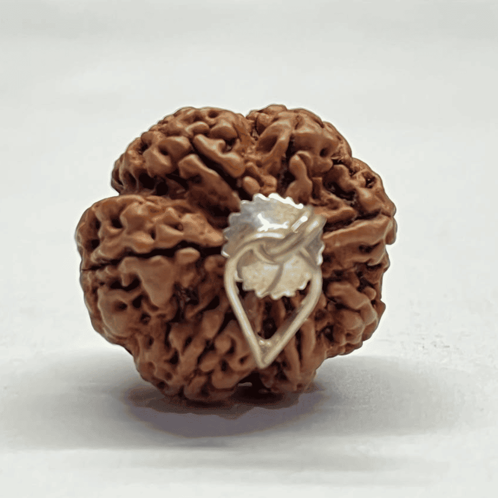 7 Mukhi Nepali Rudraksha Silver Capped (28.35mm/9.254gm)