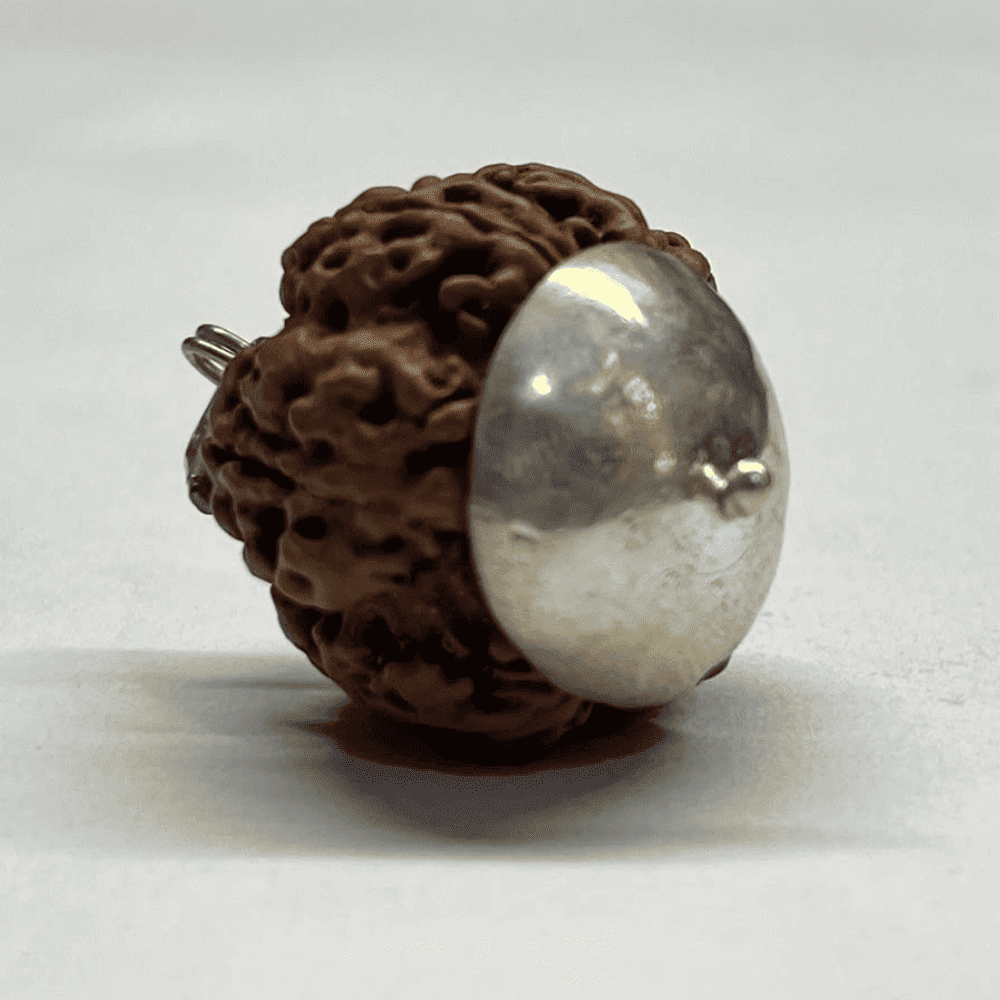 7 Mukhi Nepali Rudraksha Silver Capped (28.35mm/9.254gm)