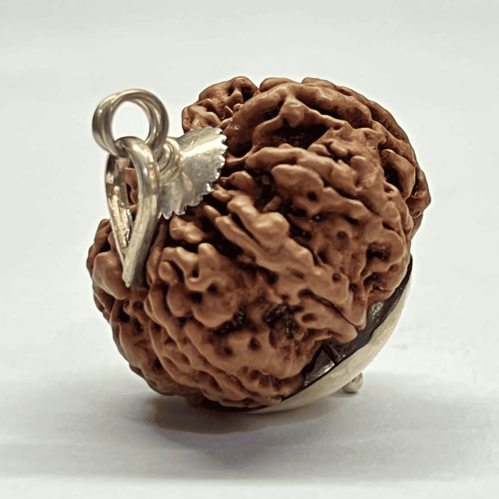 7 Mukhi Nepali Rudraksha Silver Capped (28.35mm/9.254gm)
