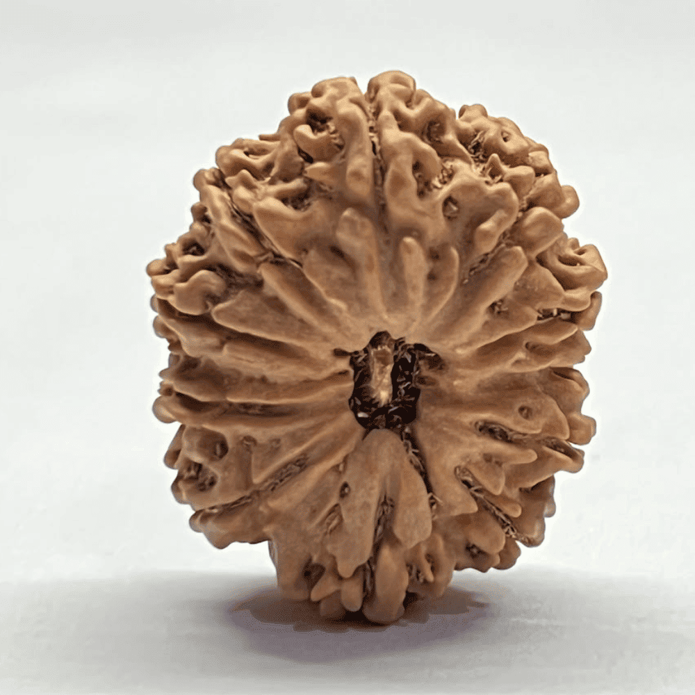 11 Mukhi Rudraksha (29.62mm/5.576gm)