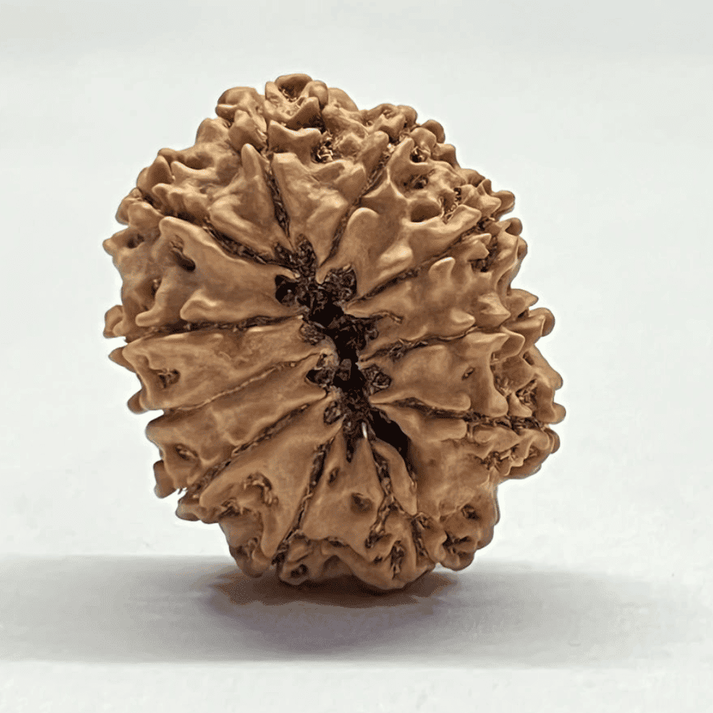 11 Mukhi Rudraksha (29.62mm/5.576gm)