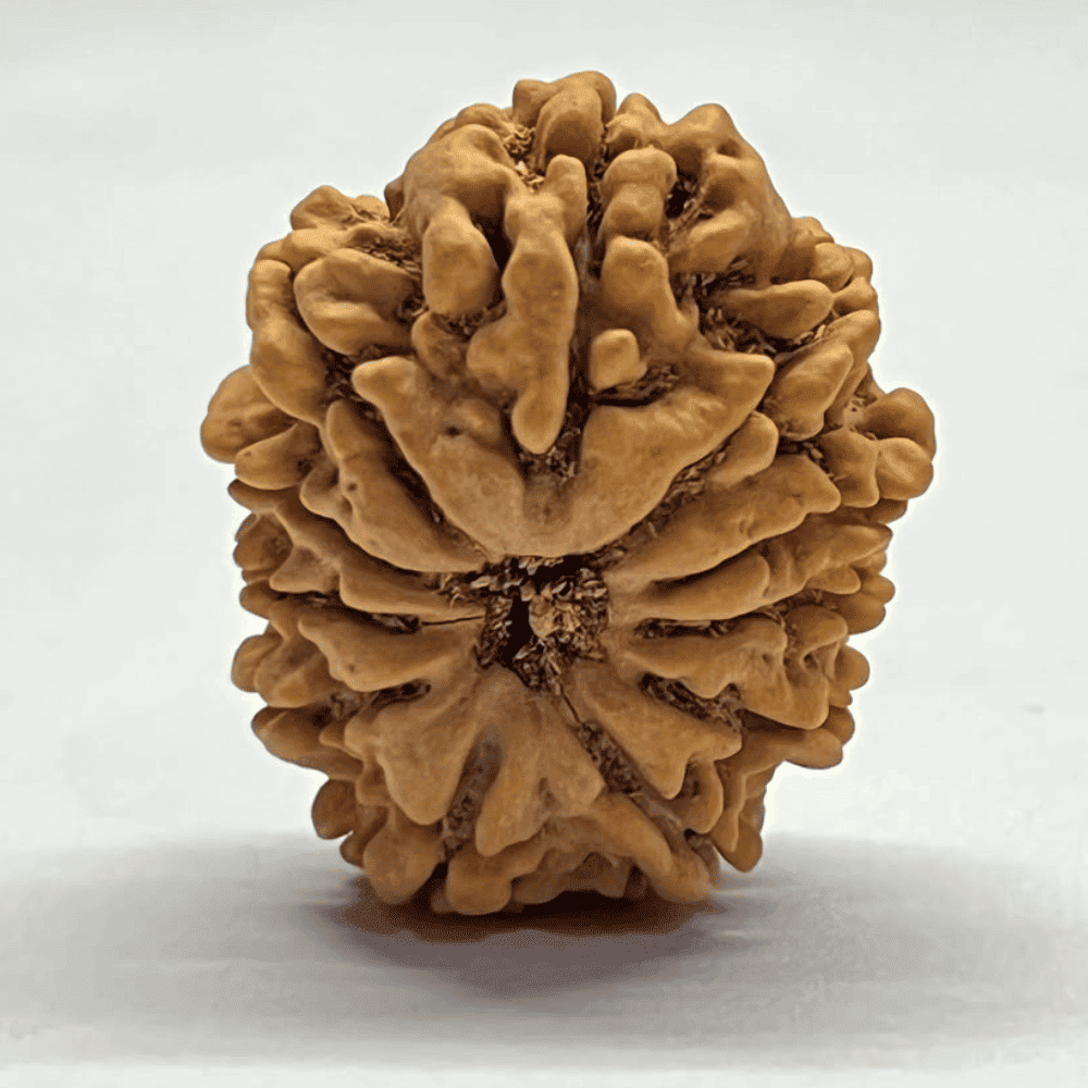 11 Mukhi Rudraksha (29.20mm/5.719gm)
