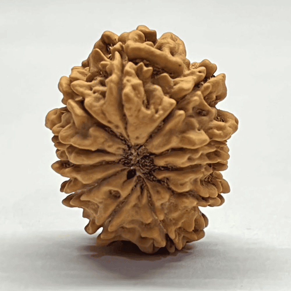 11 Mukhi Rudraksha (29.20mm/5.719gm)