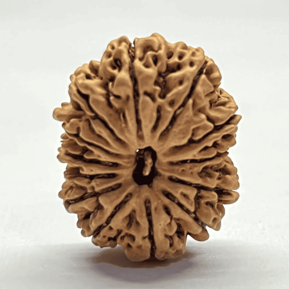 13 Mukhi Rudraksha (29.15mm/3.384gm)