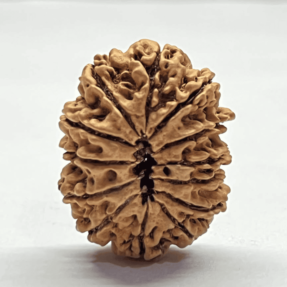 13 Mukhi Rudraksha (29.15mm/3.384gm)