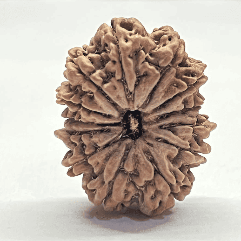 13 Mukhi Rudraksha (32.05mm/6.973gm)