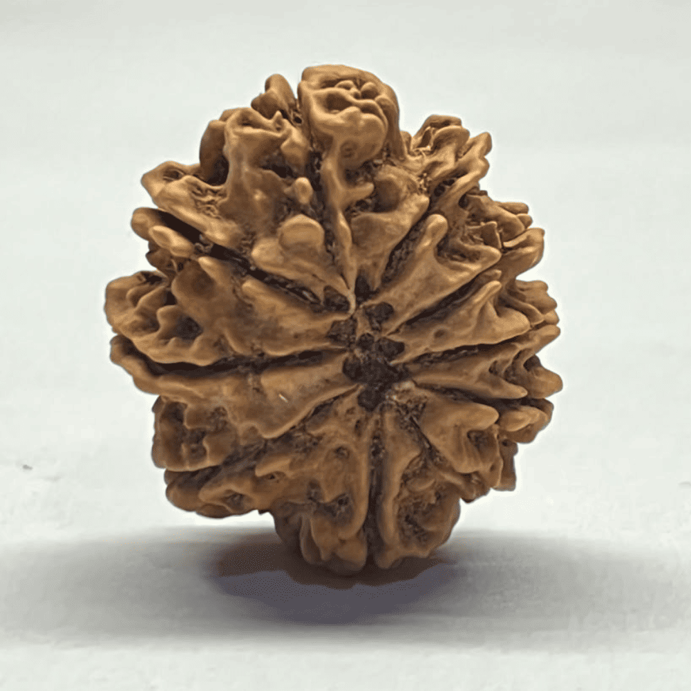 10 Mukhi Nepali Rudraksha (28.75mm/5.187gm)