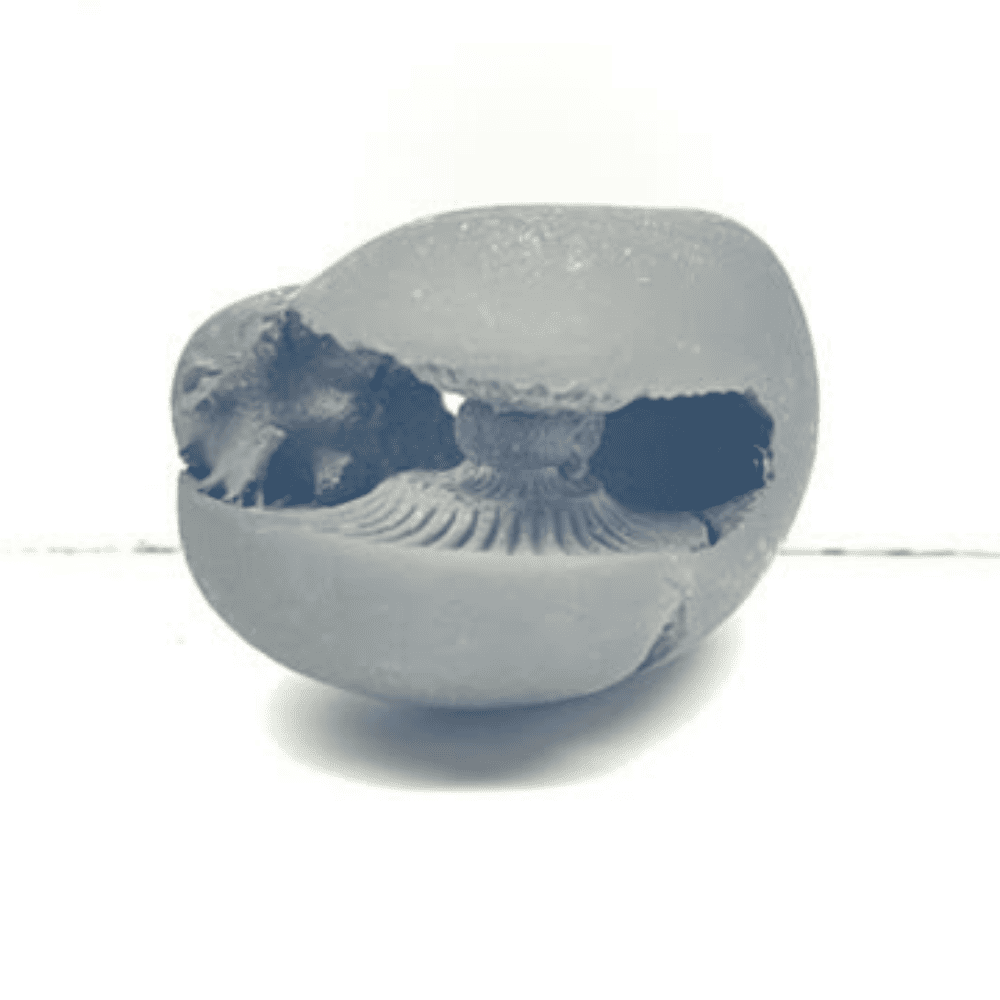Laxmi Varaha Shaligram LN87 (1.5inch/25gm)