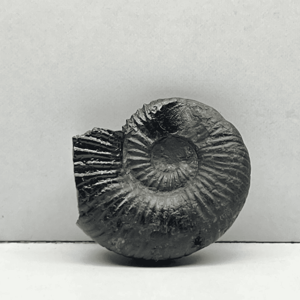 Double Sudarshan Shaligram (1.1inch/11gm) DS-08