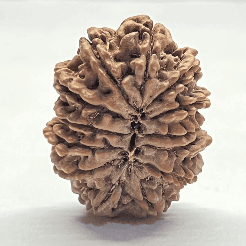 13 Mukhi Rudraksha (32.05mm/6.973gm)