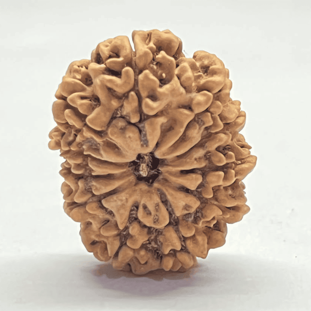 11 Mukhi Rudraksha (29.05mm/4.489gm)