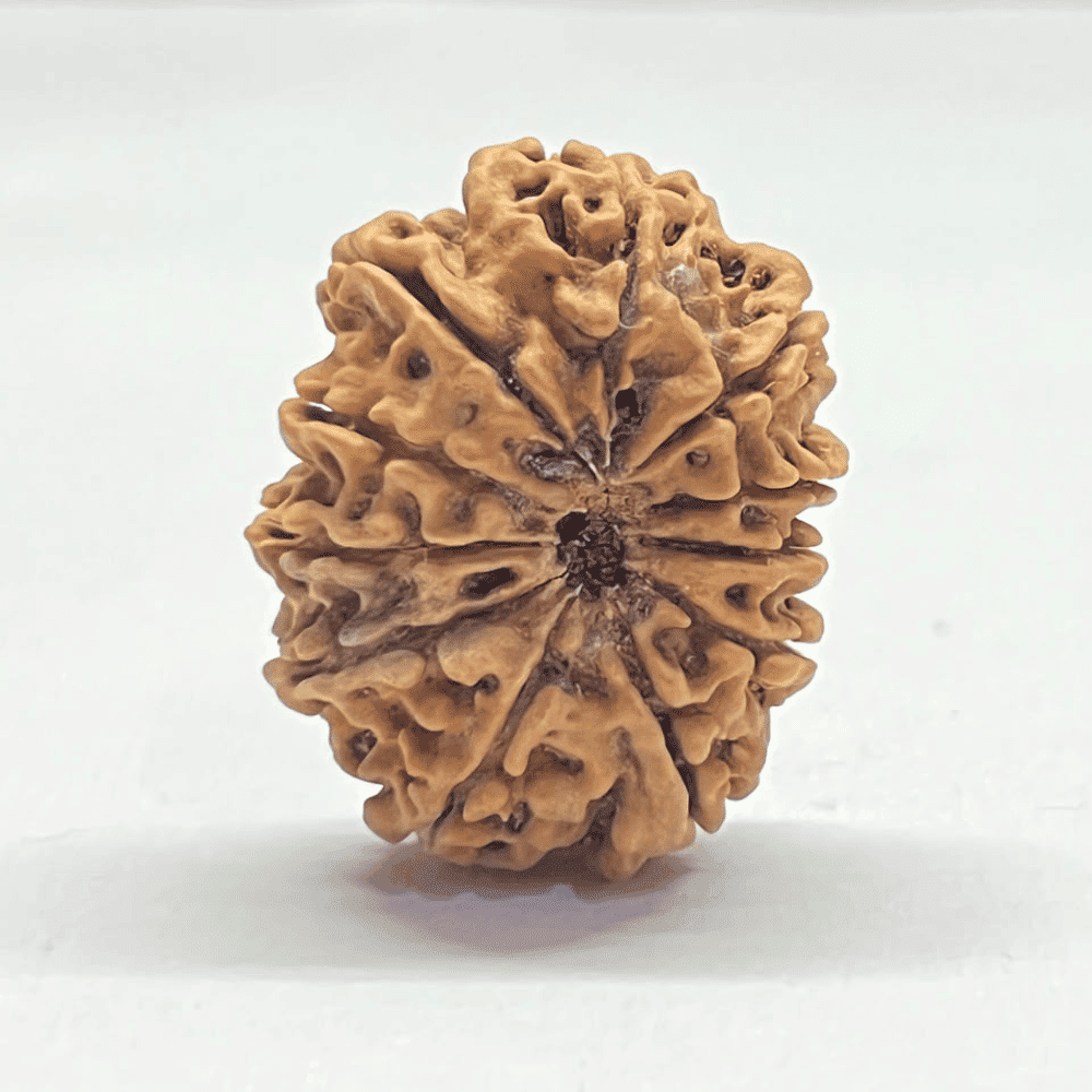 11 Mukhi Rudraksha (29.05mm/4.489gm)
