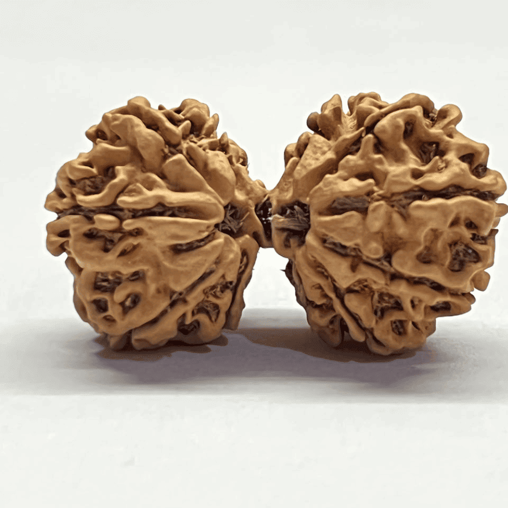 11 Mukhi Gauri Shankar Rudraksha (37.10mm/5.448gm)