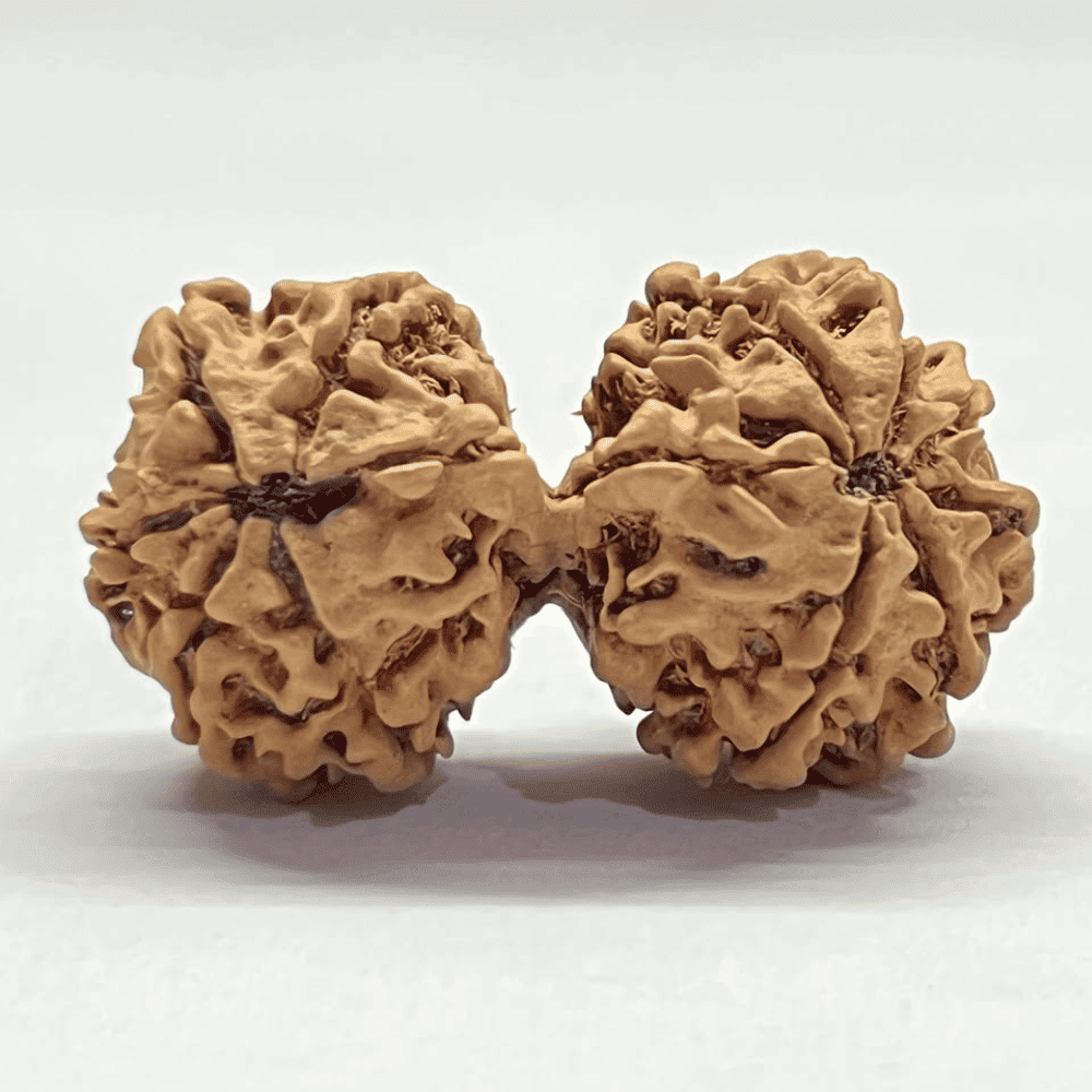 11 Mukhi Gauri Shankar Rudraksha (37.10mm/5.448gm)