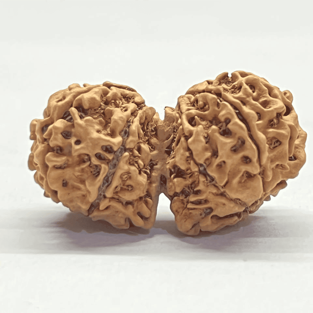 11 Mukhi Gauri Shankar Rudraksha (37.10mm/5.448gm)