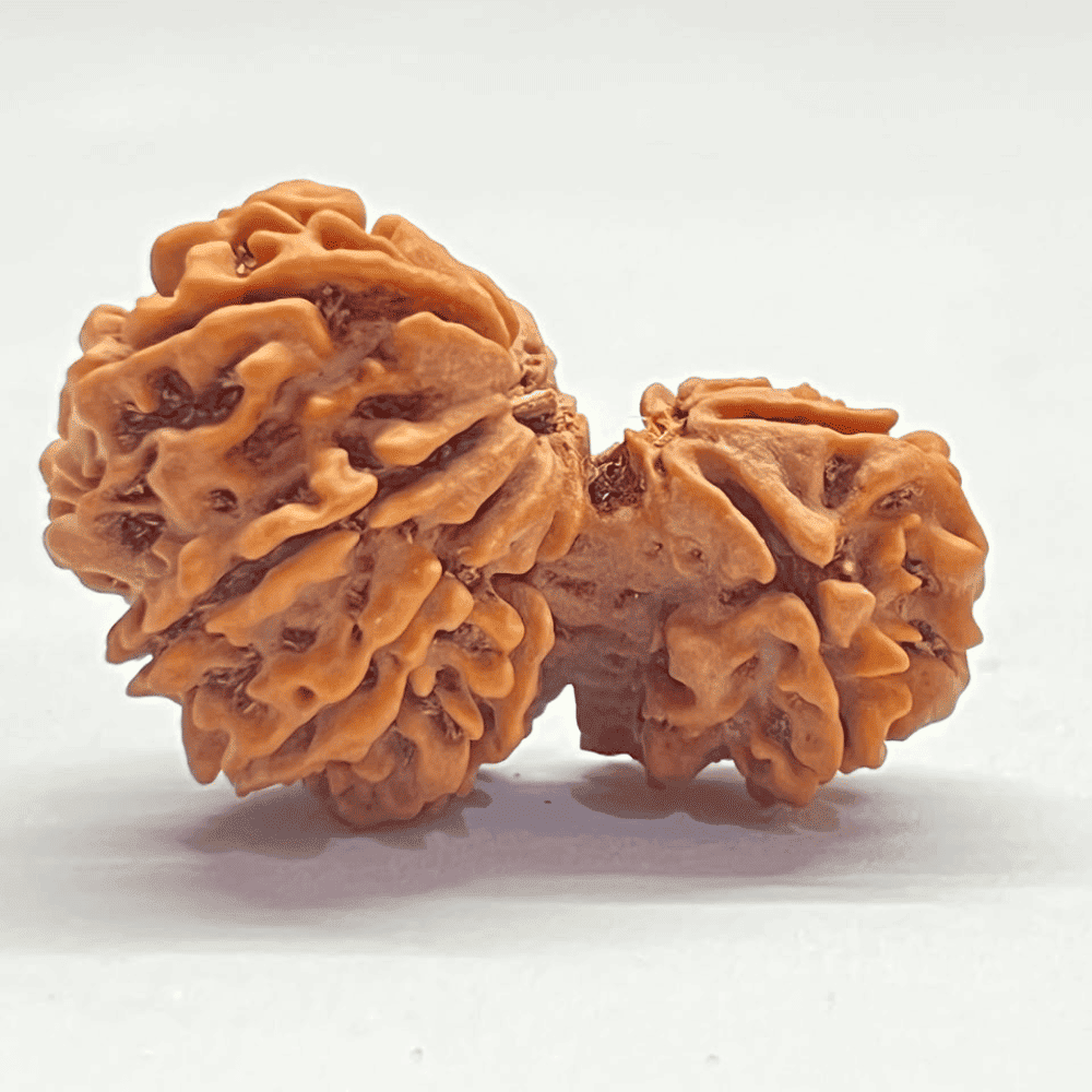 Super Collector Garbh Gauri Rudraksha (37.05mm/6.400gm)