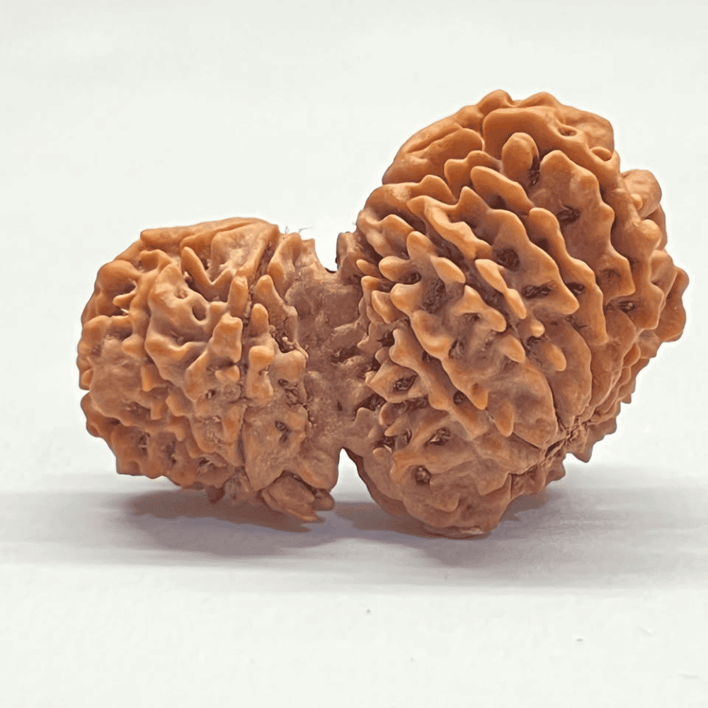 Super Collector Garbh Gauri Rudraksha (37.05mm/6.400gm)