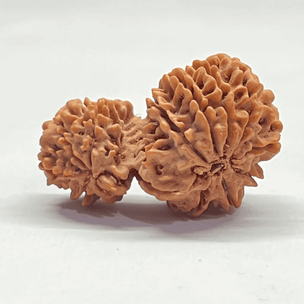 Super Collector Garbh Gauri Rudraksha (37.05mm/6.400gm)