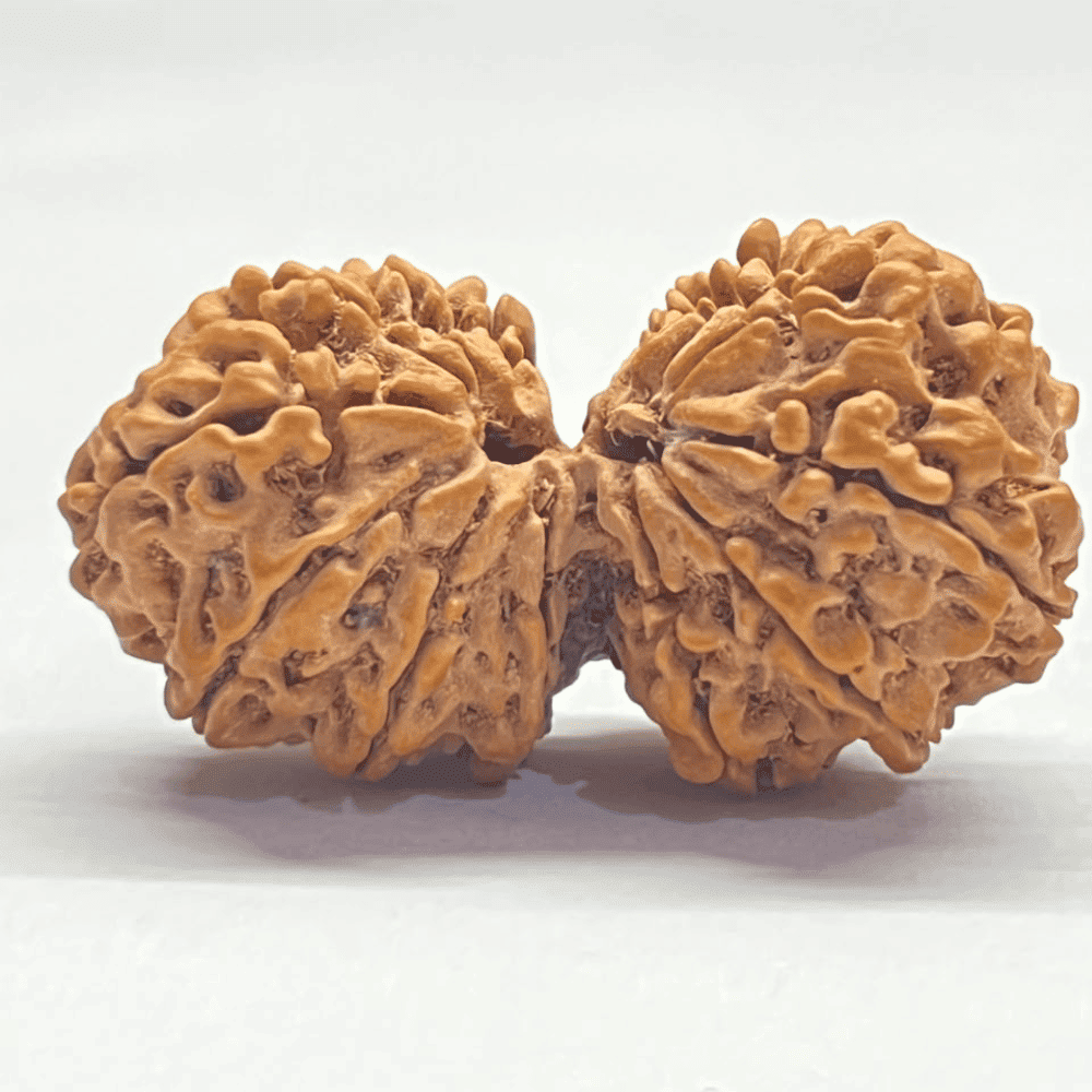 14 Mukhi Gauri Shankar Ganesh Rudraksha (42.07mm/8.143gm)