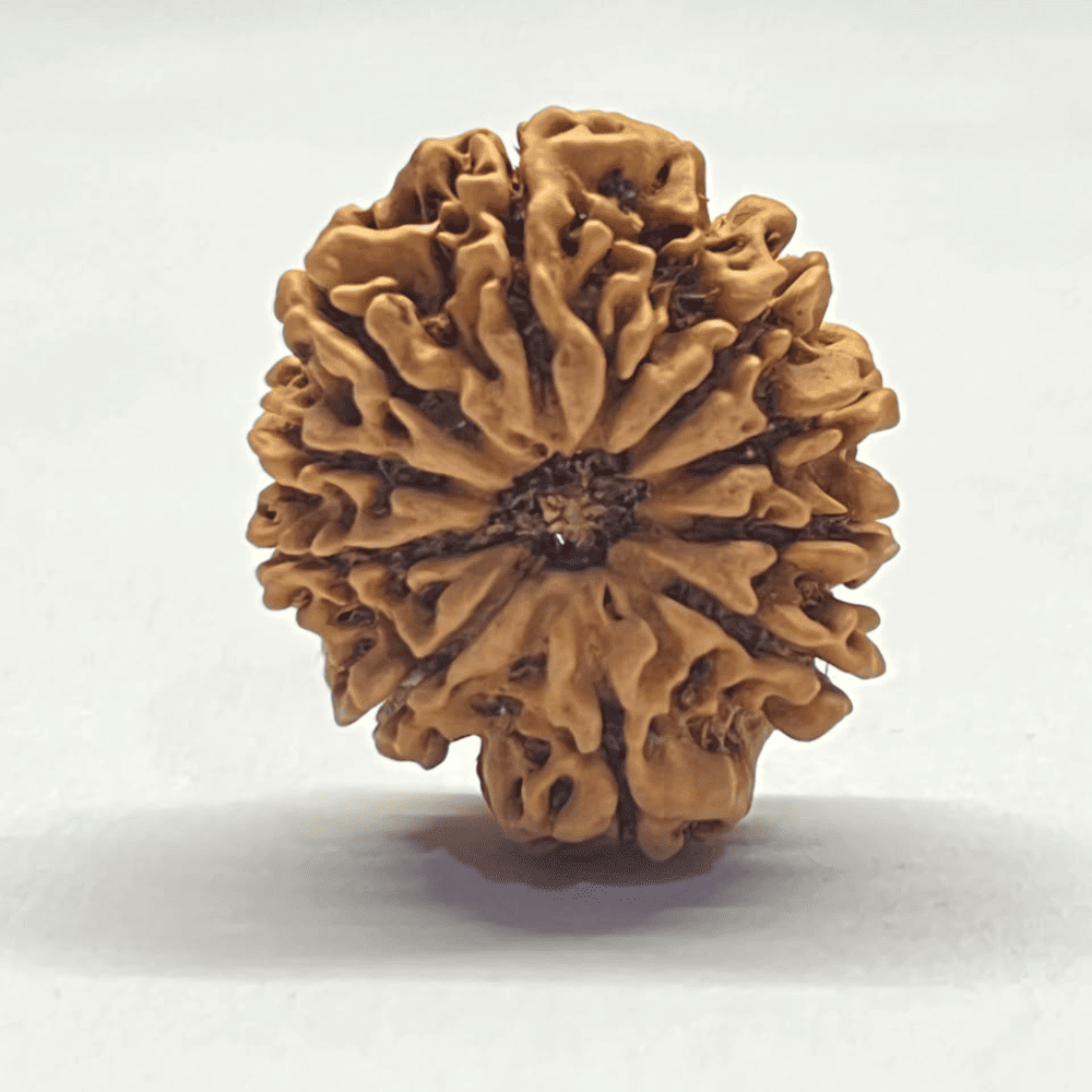 10 Mukhi Nepali Rudraksha (28.80mm/4.783gm)