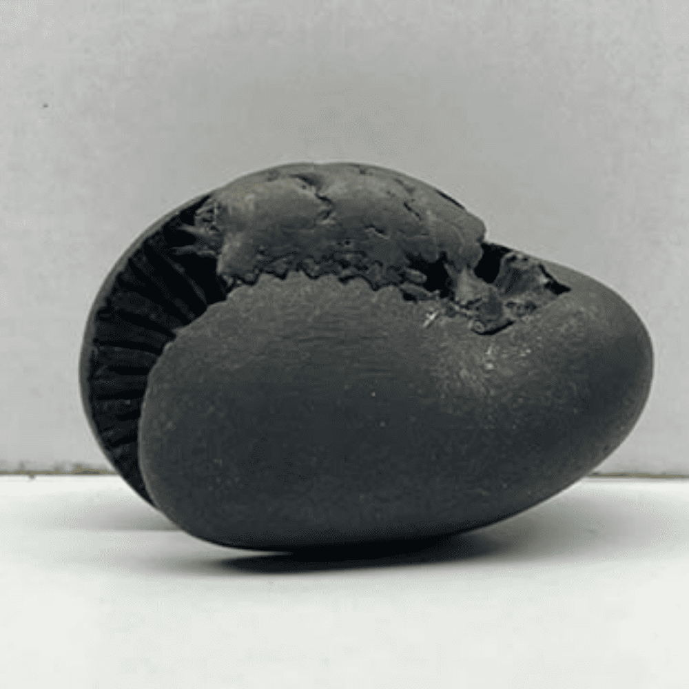 Laxmi Varaha Shaligram LN87 (1.5inch/25gm)