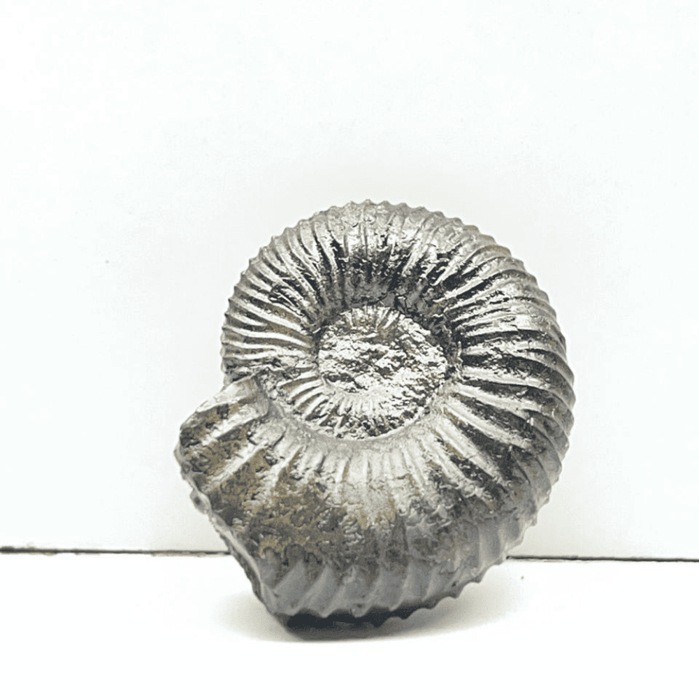 Double Sudarshan Shaligram (1.2inch/12gm) DS-01