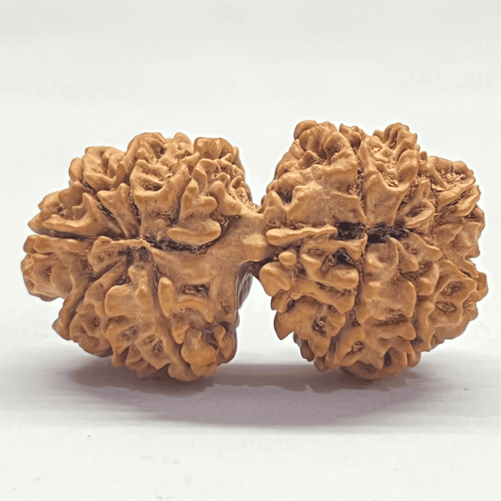14 Mukhi Gauri Shankar Ganesh Rudraksha (42.07mm/8.143gm)