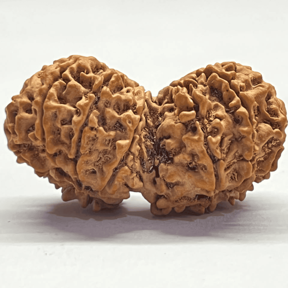 14 Mukhi Gauri Shankar Ganesh Rudraksha (42.07mm/8.143gm)